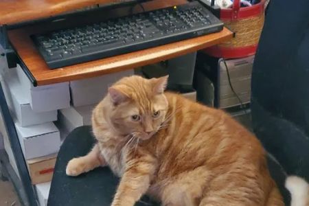 Towne & Country Animal Clinic
