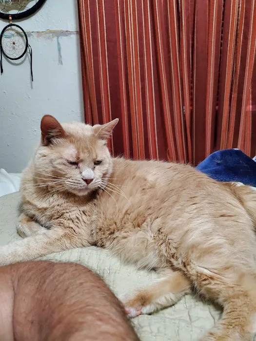 Towne & Country Animal Clinic 12