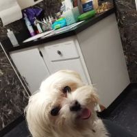 Old Troy Pike Veterinary Clinic ico