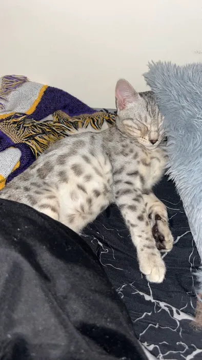 StarKittie Bengals 1