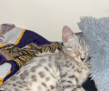 StarKittie Bengals