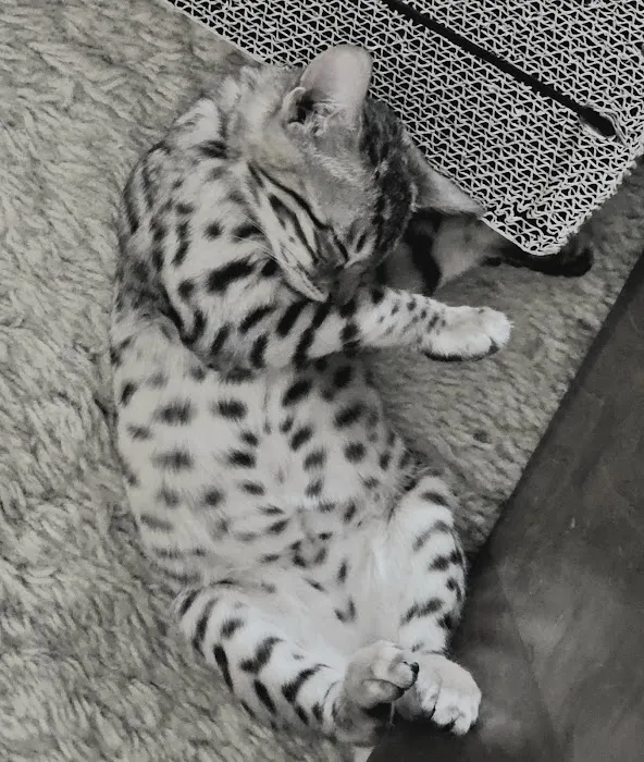 StarKittie Bengals 5