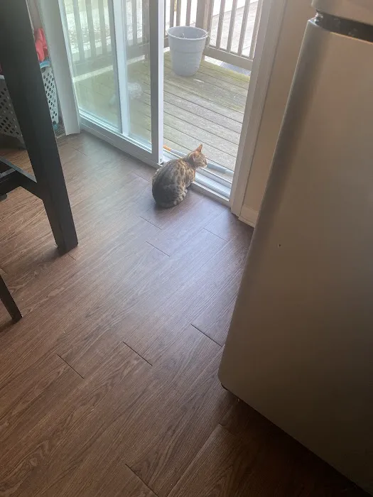 StarKittie Bengals 2
