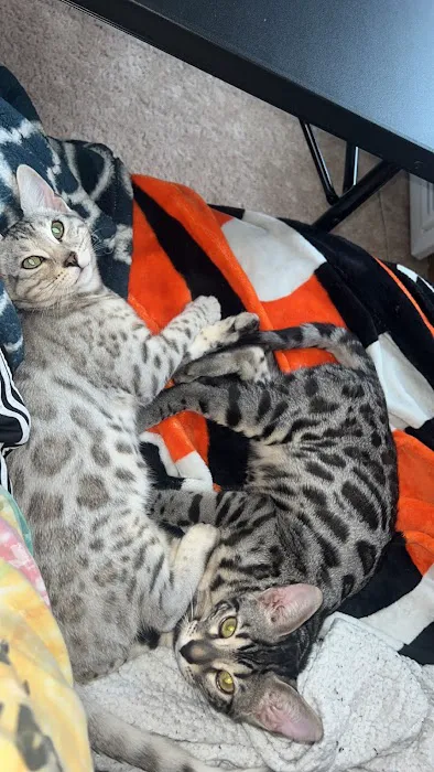 StarKittie Bengals 3