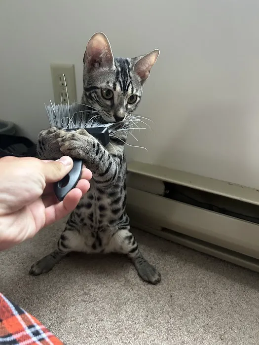 StarKittie Bengals 4