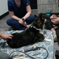 Veterinary Associates Animal Hospital ico