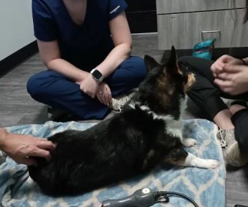 Veterinary Associates Animal Hospital