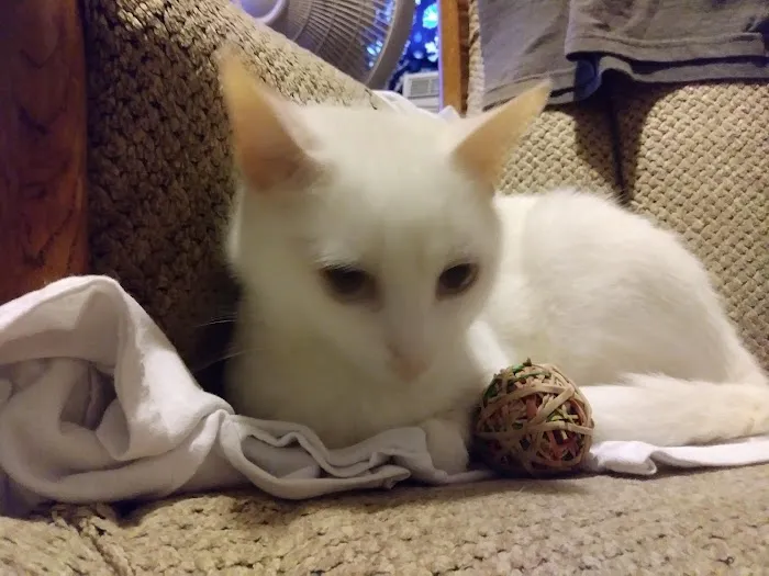 Hunter PetCare 12
