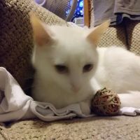 Hunter PetCare ico