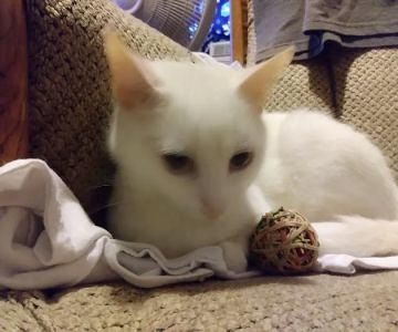 Hunter PetCare