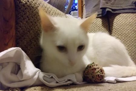Hunter PetCare