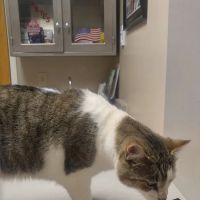 Waynesville Veterinary Hospital ico