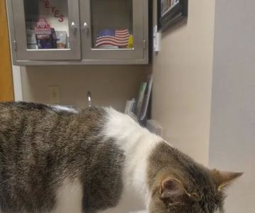 Waynesville Veterinary Hospital