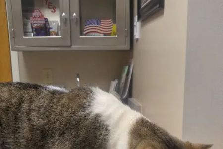 Waynesville Veterinary Hospital