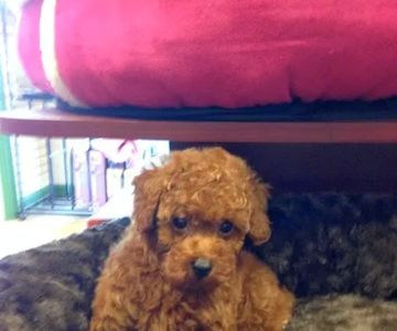 Puppy Plus