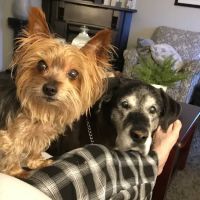 Hartford Veterinary Services ico
