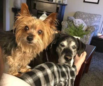 Hartford Veterinary Services