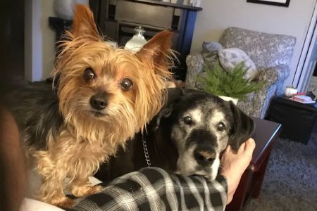 Hartford Veterinary Services