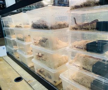 Underground Reptiles (Retail Store)