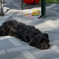 Parker Veterinary Service ico