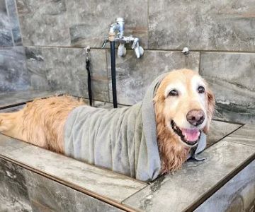 Pet Supermarket