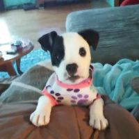 Winchester Veterinary Clinic ico