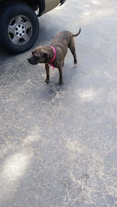 Edgetown Veterinary Clinic And Laser Center 12