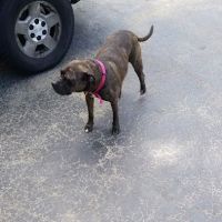 Edgetown Veterinary Clinic And Laser Center ico