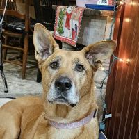 Darke County Veterinary Services ico