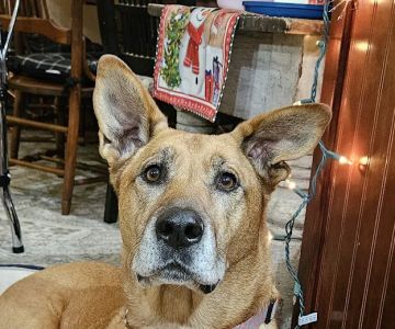 Darke County Veterinary Services