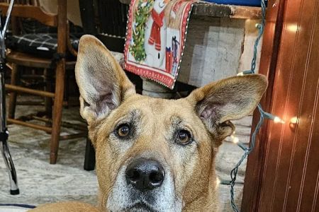 Darke County Veterinary Services