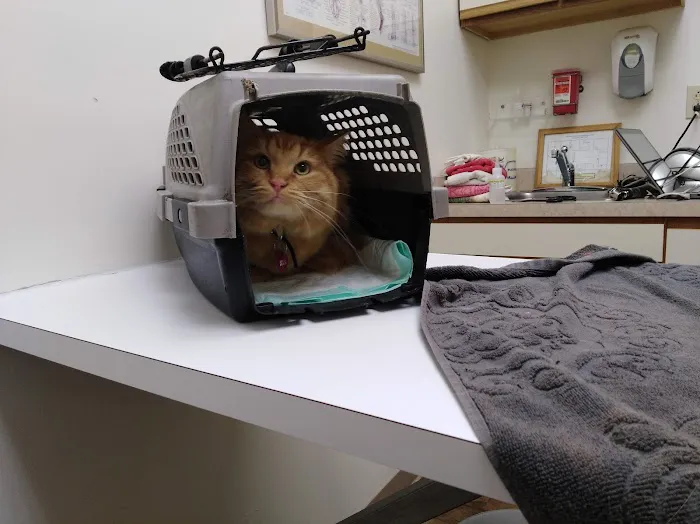 Creature Comforts Veterinary 12