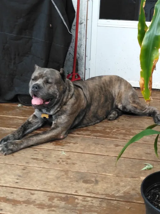Creature Comforts Veterinary 12