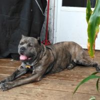 Creature Comforts Veterinary ico