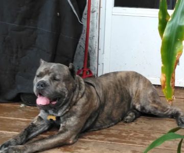 Creature Comforts Veterinary