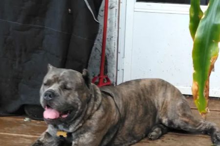 Creature Comforts Veterinary