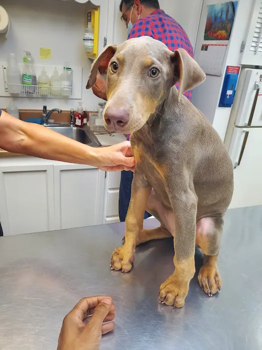 Camden Veterinary Services 12