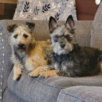 Camden Veterinary Services ico
