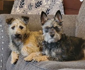Camden Veterinary Services