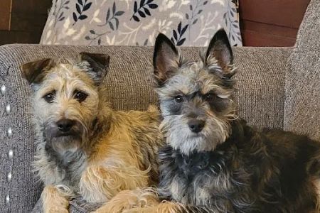 Camden Veterinary Services