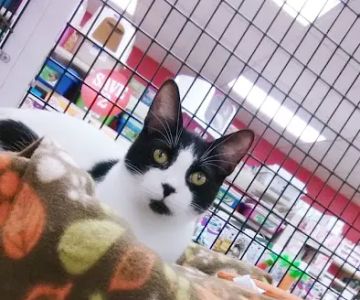 Pet Supermarket