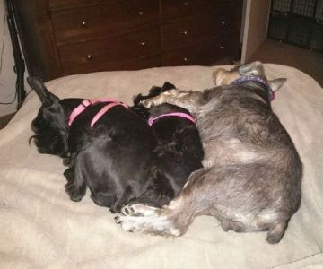 Agri-Pet Veterinary Services: Kraushar D J DVM