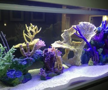 CGI Aquatic Care