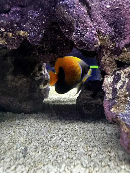 Natural Environment Aquatix 5