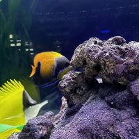 Natural Environment Aquatix ico