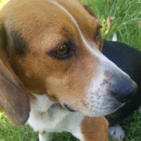 Eaton Veterinary Clinic ico