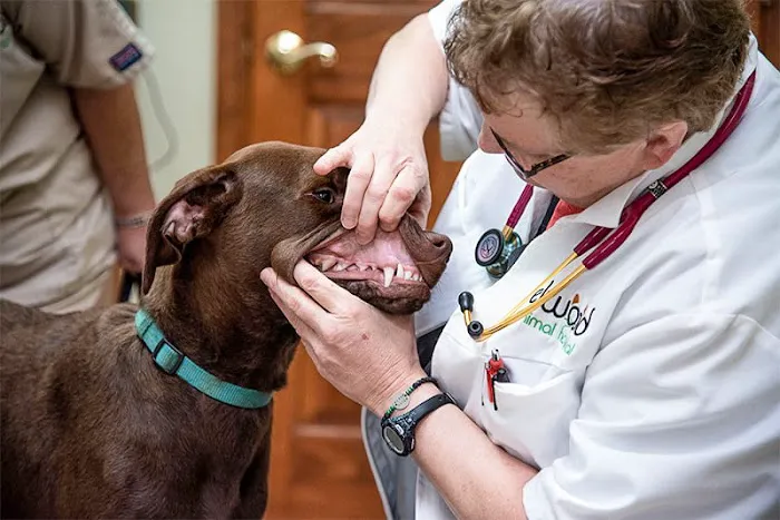 Elwood Animal Hospital 4