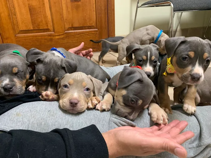 Elwood Animal Hospital 1