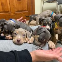 Elwood Animal Hospital ico