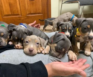 Elwood Animal Hospital